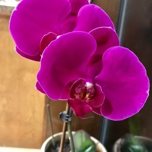 Meet your Posher, Mildred